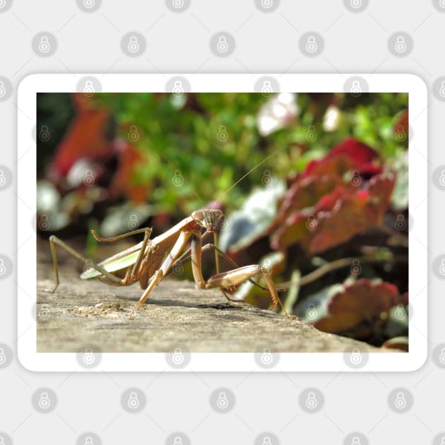 Praying Mantis No.1 Sticker by MaryLinH